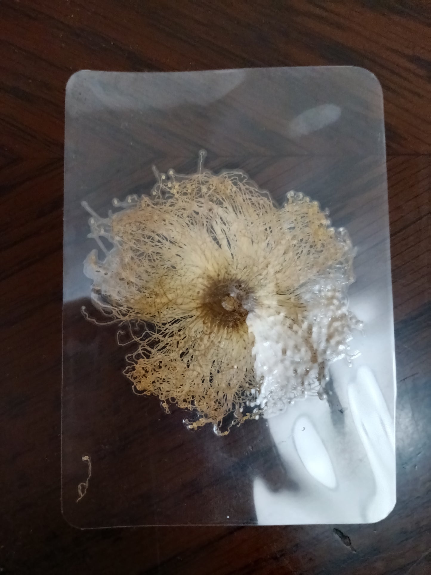 Barringtonia Flower Specimen Bookmark