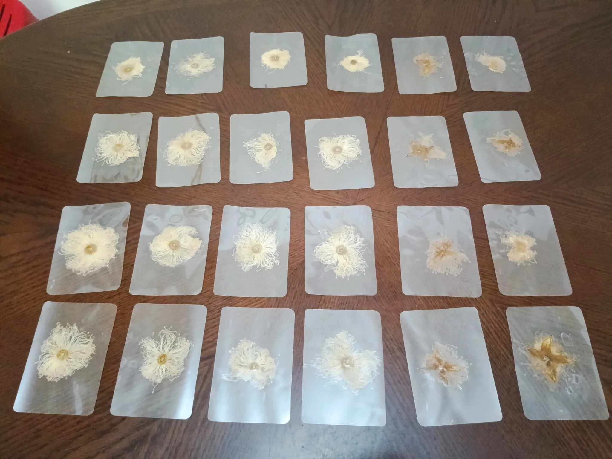 Twenty-four laminated bookmarks laid out in rows on a wooden table, each holding one pressed Barringtonia flower; most stayed white and fluffy, a few turned brown.