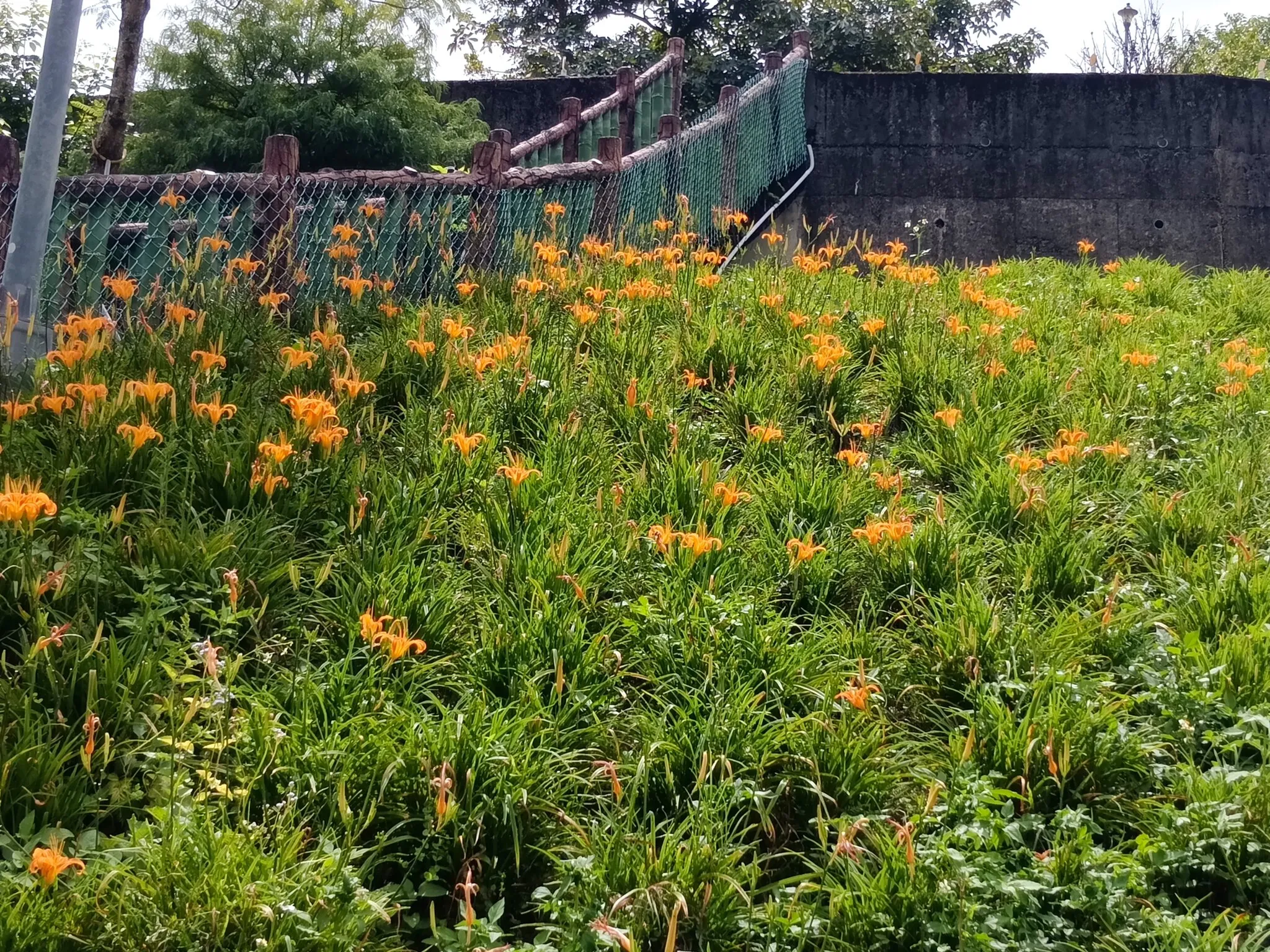 A grassy slope covered with orange daylilies in bloom, below a green chain-link fence, a wooden railing and a concrete wall, with trees behind.