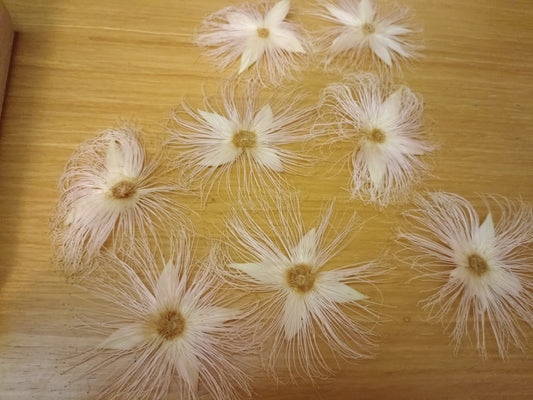 Barringtonia Flower Specimen Bookmark