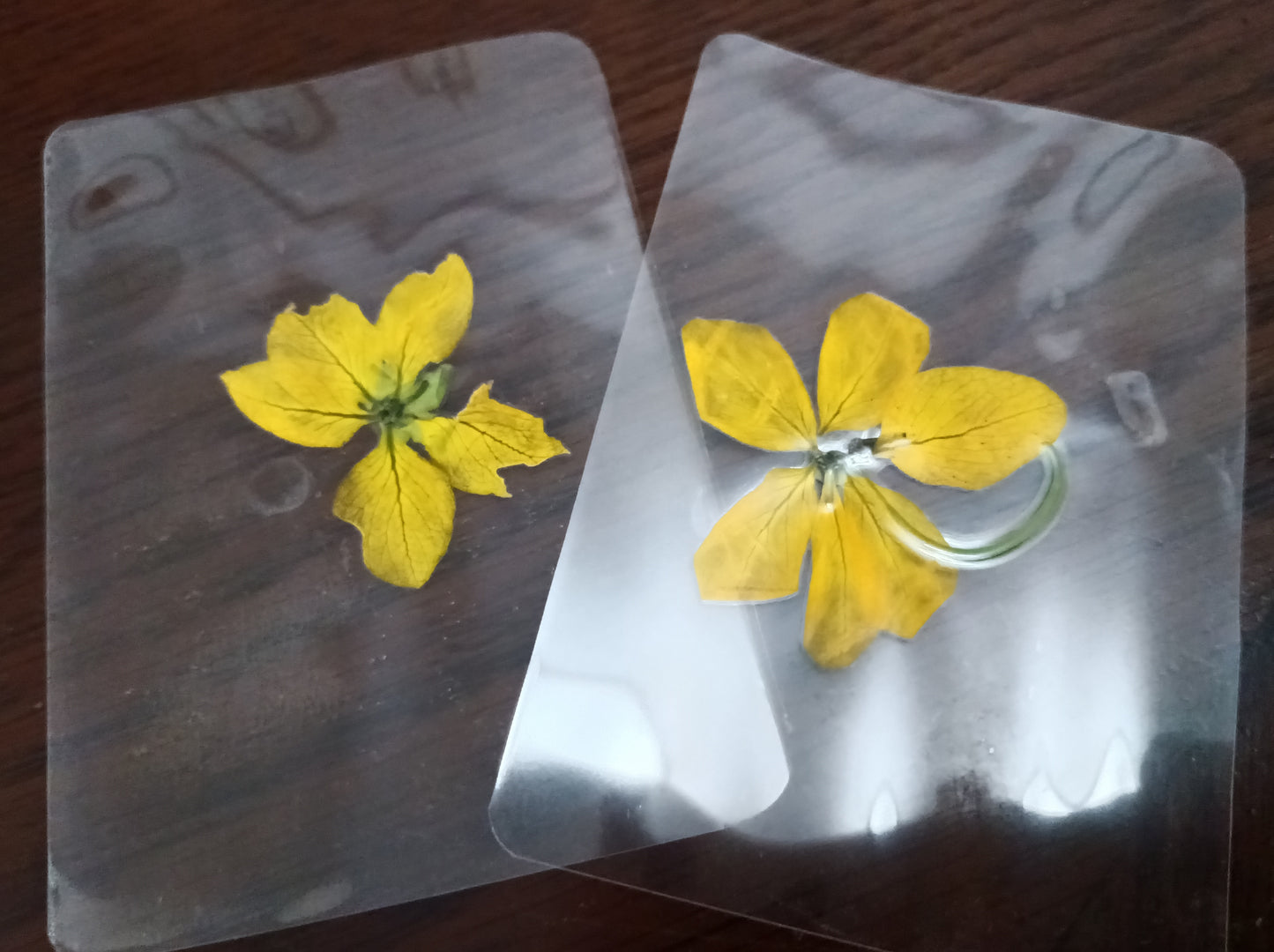 Golden Shower Tree Flower Specimen Bookmark